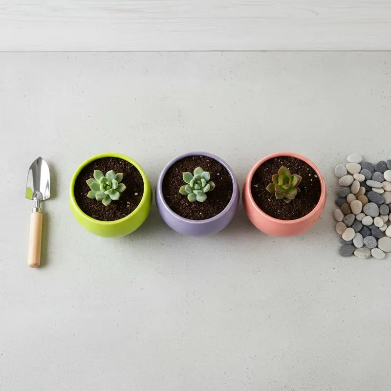 Pack 3 Maceteros Cerámica Para Suculentas 8cm Decorativos Vario