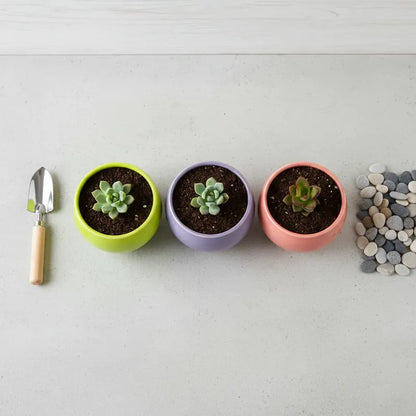 Pack 3 Maceteros Cerámica Para Suculentas 8cm Decorativos Vario