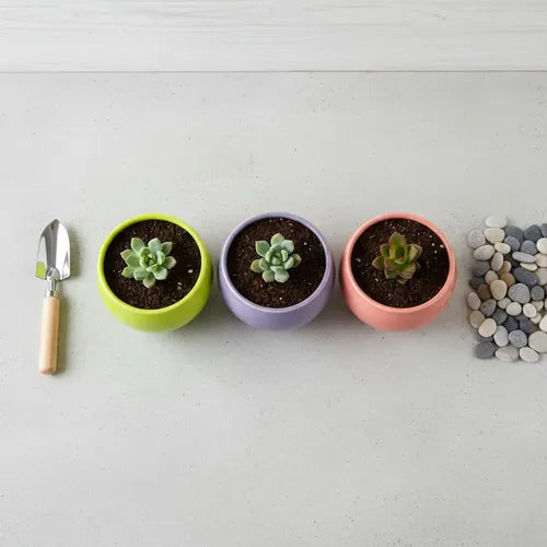 Pack 3 Maceteros Cerámica Para Suculentas 8cm Decorativos Vario